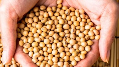 فول الصويا.. حل سحري لجسم مثالي بدون سمنة؟! تخيل